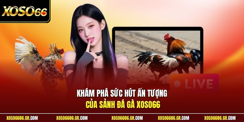 Khám phá sức hút ấn tượng của sảnh đá gà XOSO66